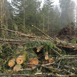 Wrongful Tree Removal